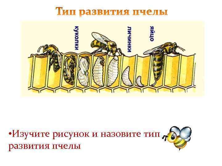  • Изучите рисунок и назовите тип развития пчелы 