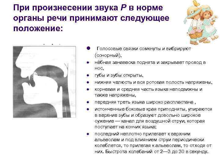 При произнесении звука Р в норме органы речи принимают следующее положение: l l l