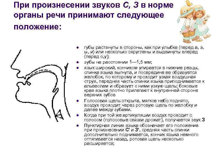 При произнесении звуков С, З в норме органы речи принимают следующее положение: l l