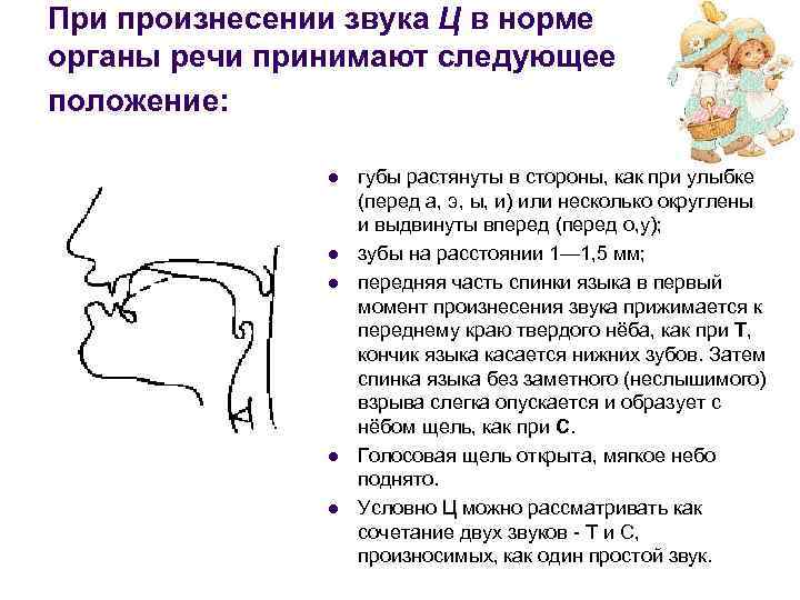 При произнесении звука Ц в норме органы речи принимают следующее положение: l l l