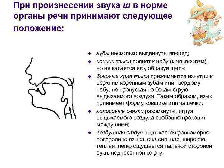 При произнесении звука ш в норме органы речи принимают следующее положение: l l l