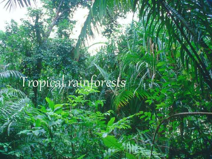 Tropical rainforests 