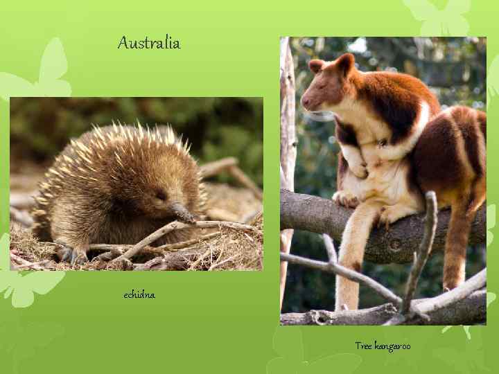 Australia echidna Tree kangaroo 