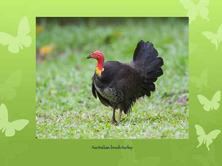 Australian brush-turkey 