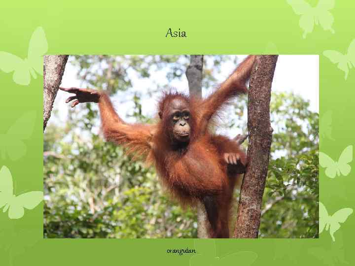 Asia orangutan 