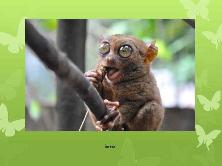 tarsier 