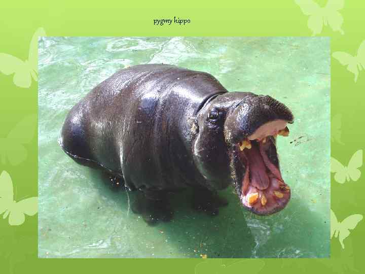 pygmy hippo 