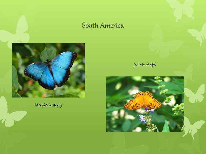 South America Julia butterfly Morpho butterfly 