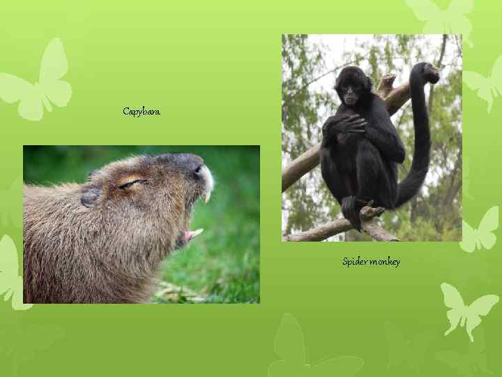 Capybara Spider monkey 