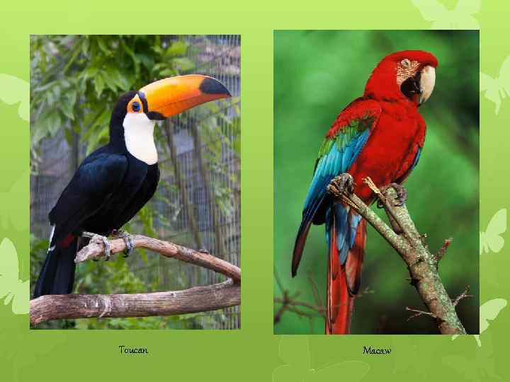 Toucan Macaw 