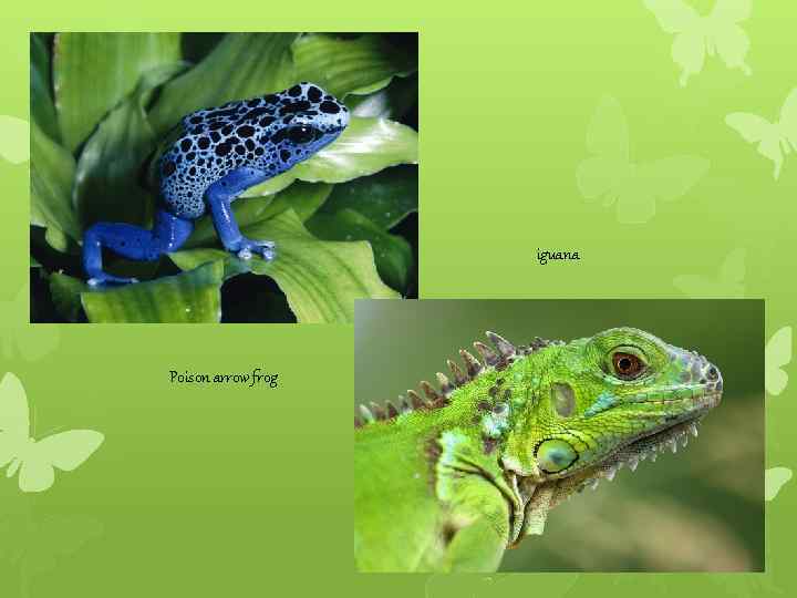 iguana Poison arrow frog 