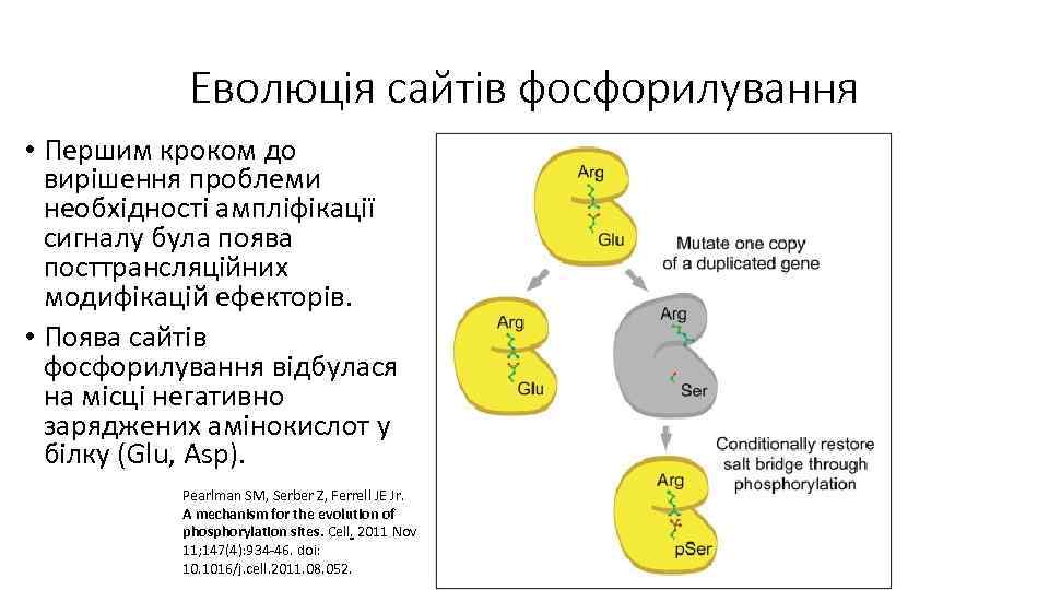 Еволюція сайтів фосфорилування • Першим кроком до вирішення проблеми необхідності ампліфікації сигналу була поява