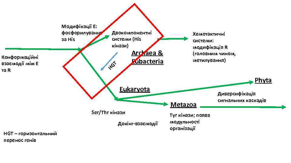 Archaea & Eubacteria HG Конформаційні взаємодії між E та R Двокомпонентні системи (His кінази)