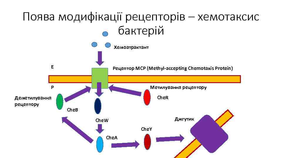 Поява модифікації рецепторів – хемотаксис бактерій Хемоатрактант Е Рецептор MCP (Methyl-accepting Chemotaxis Protein) Метилування