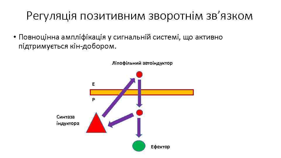 Регуляція позитивним зворотнім зв’язком • Повноцінна ампліфікація у сигнальній системі, що активно підтримується кін-добором.