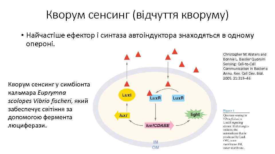 Кворум сенсинг (відчуття кворуму) • Найчастіше ефектор і синтаза автоіндуктора знаходяться в одному опероні.