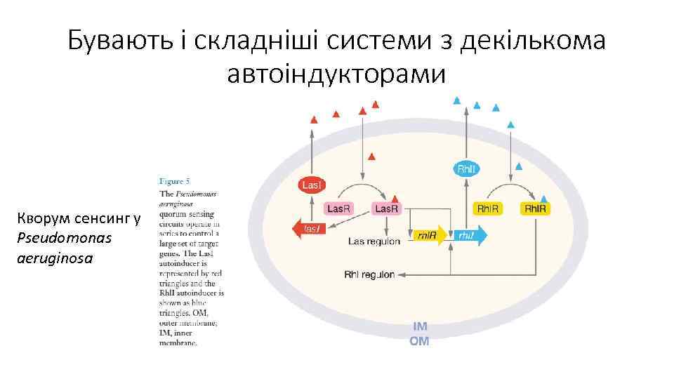 Бувають і складніші системи з декількома автоіндукторами Кворум сенсинг у Pseudomonas aeruginosa 