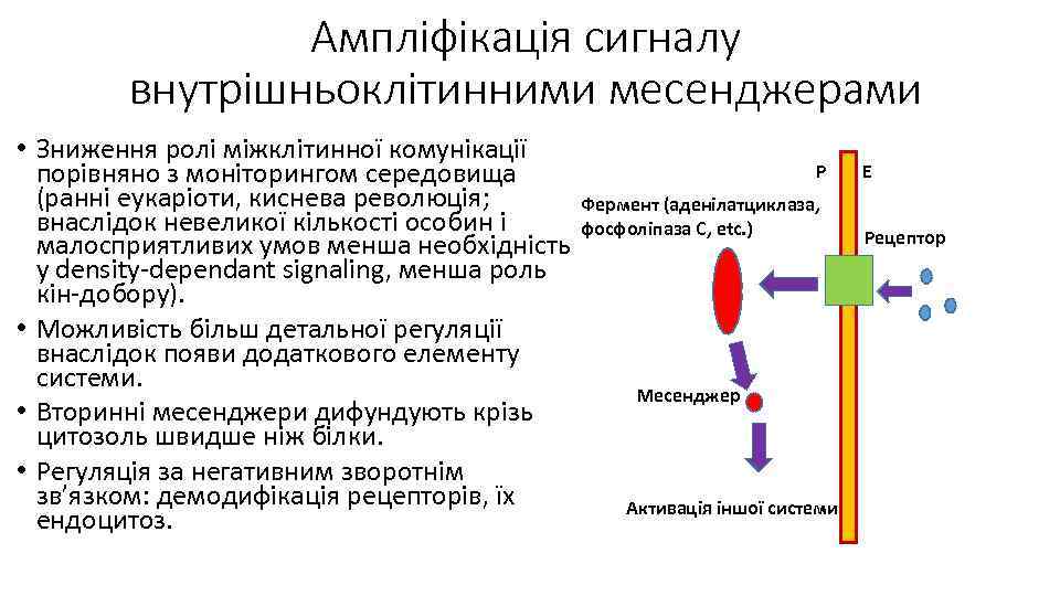 Ампліфікація сигналу внутрішньоклітинними месенджерами • Зниження ролі міжклітинної комунікації Р порівняно з моніторингом середовища