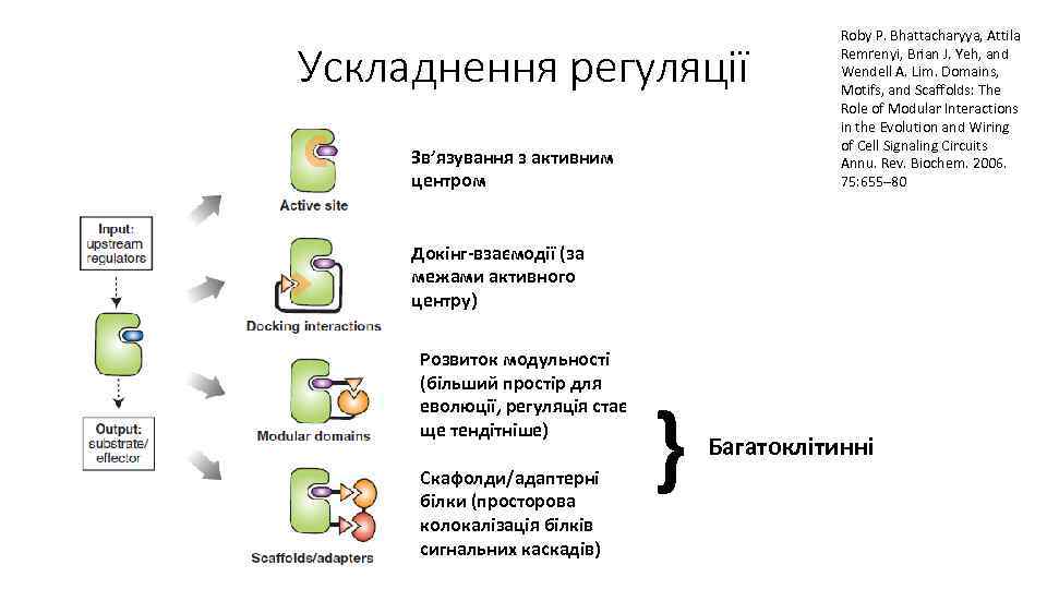 Ускладнення регуляції Зв’язування з активним центром Roby P. Bhattacharyya, Attila Remґenyi, Brian J. Yeh,