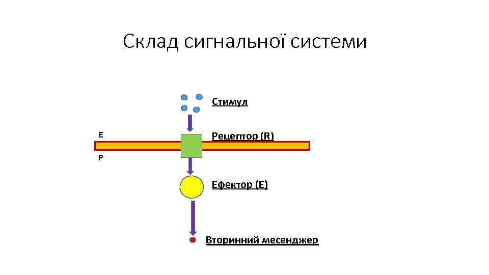 Склад сигнальної системи Стимул Е Рецептор (R) Р Ефектор (E) Вторинний месенджер 