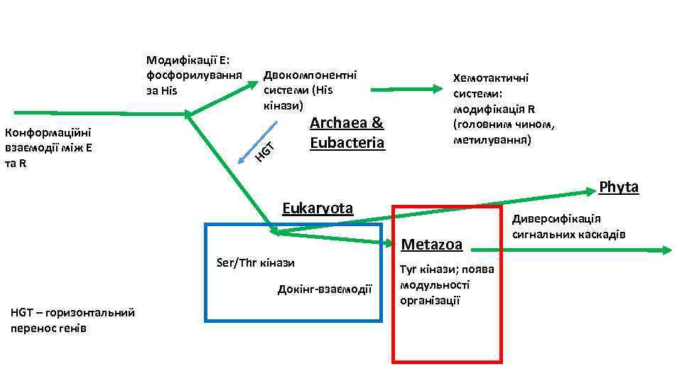 Archaea & Eubacteria HG Конформаційні взаємодії між E та R Двокомпонентні системи (His кінази)