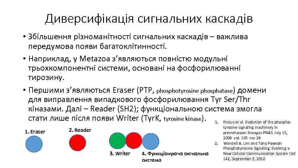 Диверсифікація сигнальних каскадів • Збільшення різноманітності сигнальних каскадів – важлива передумова появи багатоклітинності. •