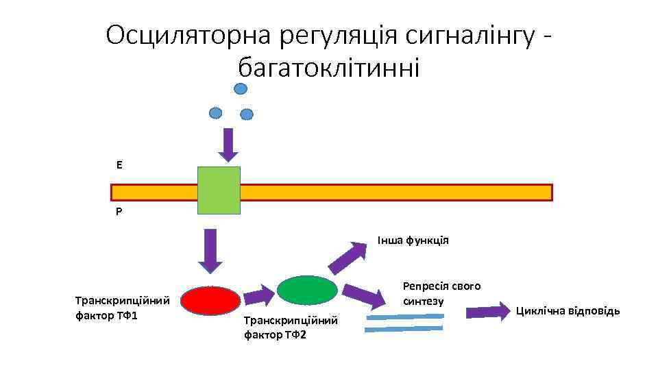 Осциляторна регуляція сигналінгу багатоклітинні Е Р Інша функція Транскрипційний фактор ТФ 1 Репресія свого