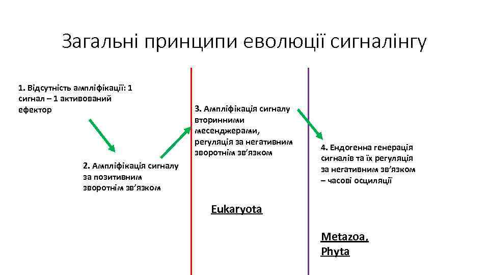 Загальні принципи еволюції сигналінгу 1. Відсутність ампліфікації: 1 сигнал – 1 активований ефектор 3.