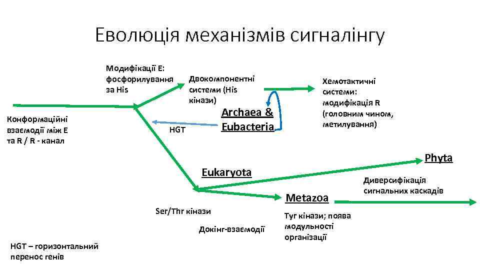 Еволюція механізмів сигналінгу Модифікації E: фосфорилування за His Конформаційні взаємодії між E та R