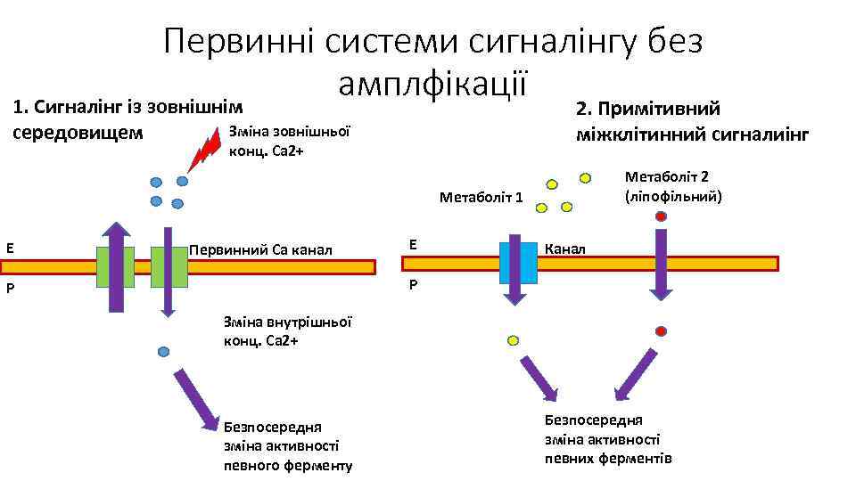 Первинні системи сигналінгу без амплфікації 1. Сигналінг із зовнішнім середовищем 2. Примітивний міжклітинний сигналиінг