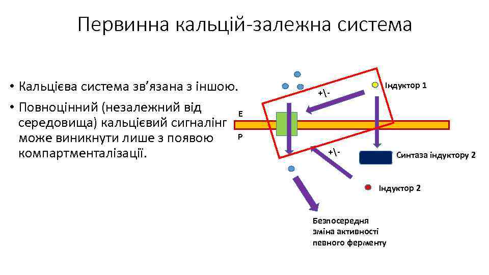 Первинна кальцій-залежна система • Кальцієва система зв’язана з іншою. • Повноцінний (незалежний від Е