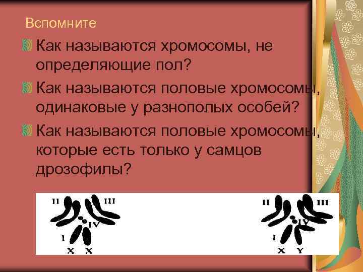 Хромосомы одинаковые у самцов и самок называются