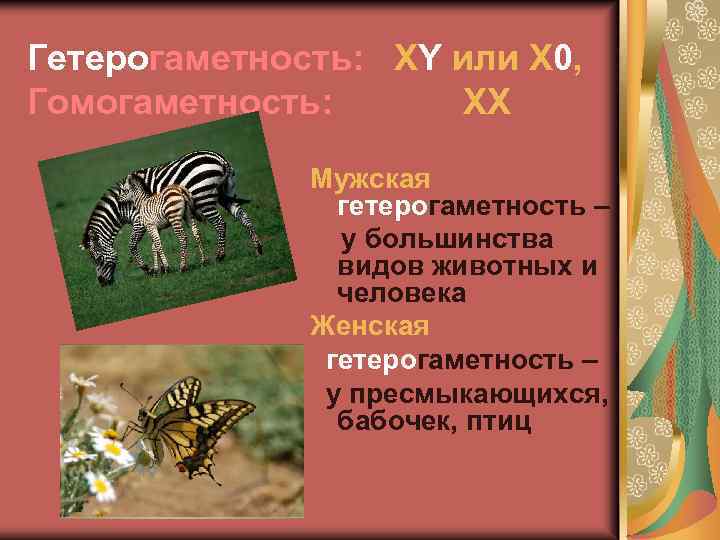 Гетерогаметность: ХY или Х 0, Гомогаметность: ХХ Мужская гетерогаметность – у большинства видов животных