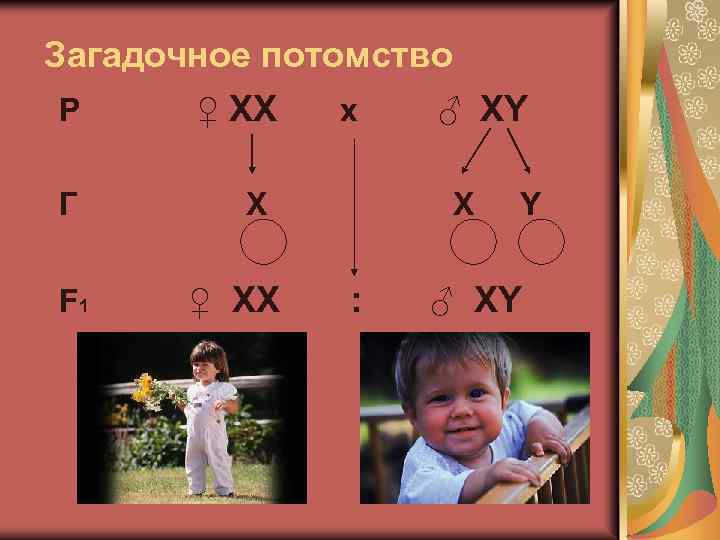 Загадочное потомство Р Г F 1 ♀ ХХ х Х ♀ ХХ ♂ ХY
