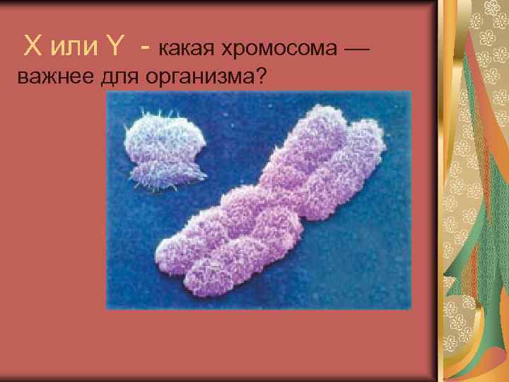 Х или Y - какая хромосома –– важнее для организма? 