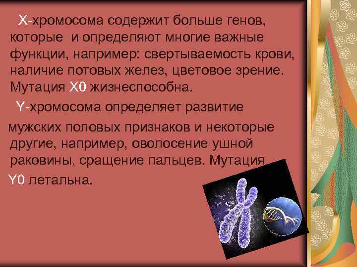 Х-хромосома содержит больше генов, которые и определяют многие важные функции, например: свертываемость крови, наличие