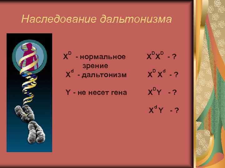 Наследование дальтонизма D Х - нормальное зрение d Х - дальтонизм Y - не