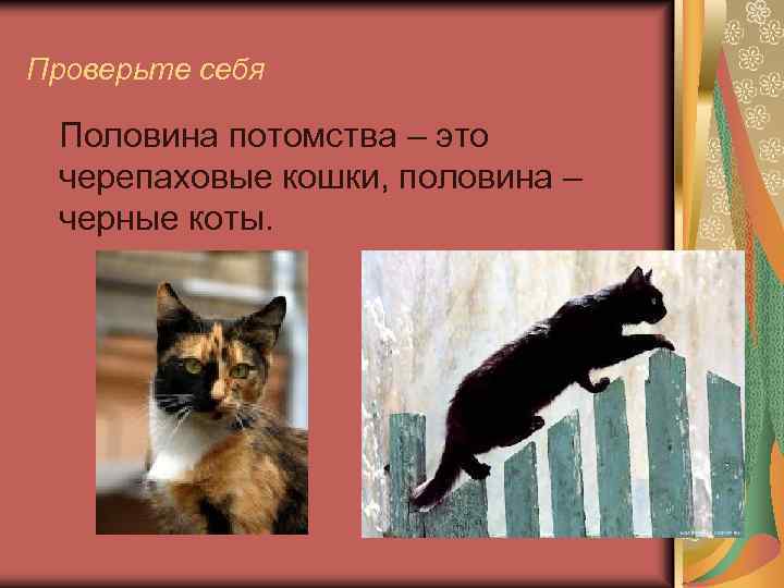 Проверьте себя Половина потомства – это черепаховые кошки, половина – черные коты. 