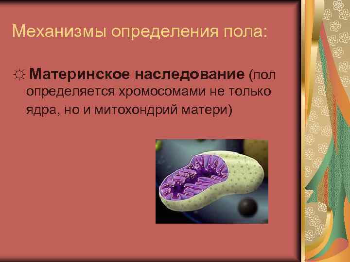Механизмы определения пола: ☼ Материнское наследование (пол определяется хромосомами не только ядра, но и