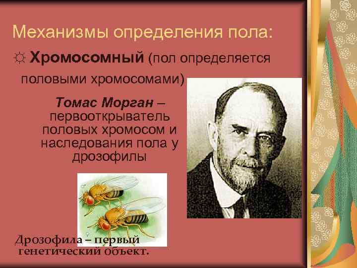 Механизмы определения пола: ☼ Хромосомный (пол определяется половыми хромосомами) Томас Морган – первооткрыватель половых
