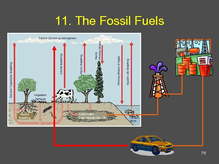 11. The Fossil Fuels Aquatic Life Breathing Photosynthesis of Algas Plants Photosynthesis Plants Breathing