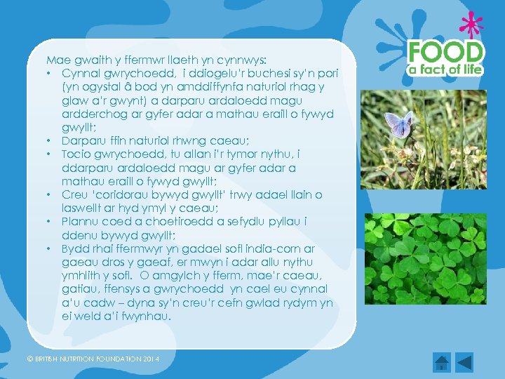 Mae gwaith y ffermwr llaeth yn cynnwys: • Cynnal gwrychoedd, i ddiogelu’r buchesi sy’n