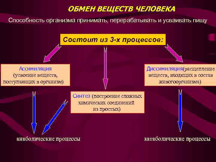 ОБМЕН ВЕЩЕСТВ ЧЕЛОВЕКА Способность организма принимать, перерабатывать и усваивать пищу Состоит из 3 -х