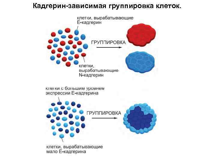 Диффузная экспрессия клеток. Кадгерины. Группирование клеток. Классификация кадгеринов. Экспрессия клеток это.