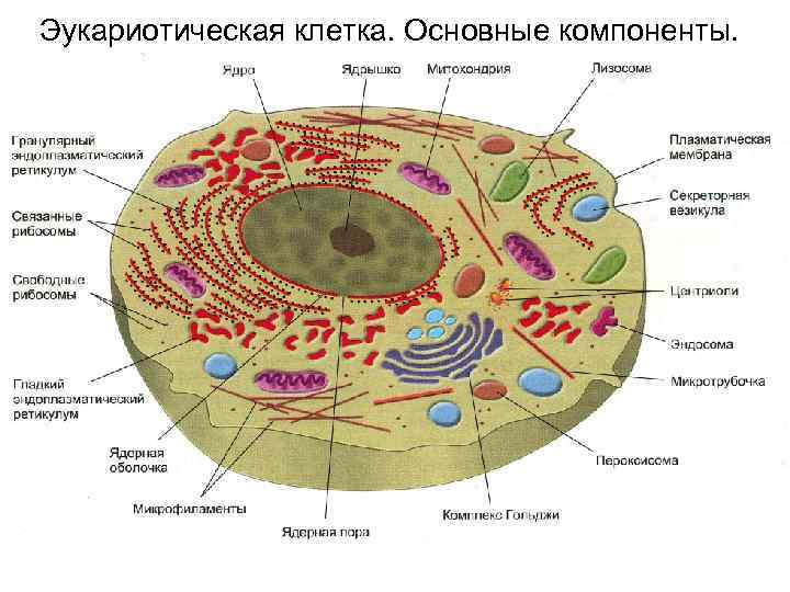 Эукариотическая клетка. Основные компоненты. 2 