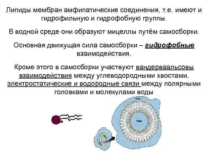 Липиды мембран амфипатические соединения, т. е. имеют и гидрофильную и гидрофобную группы. В водной