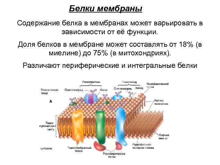 Компоненты мембраны. Функция белка в мембране клетки. Белки клеточной мембраны функции. Интегральный белок мембраны строение. Мембрана клетки Интегральные белки.