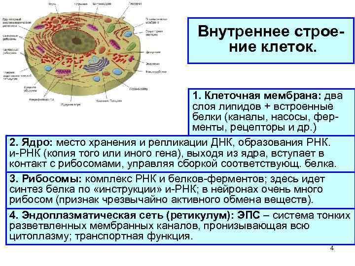 Внутреннее строение клеток. 1. Клеточная мембрана: два слоя липидов + встроенные белки (каналы, насосы,