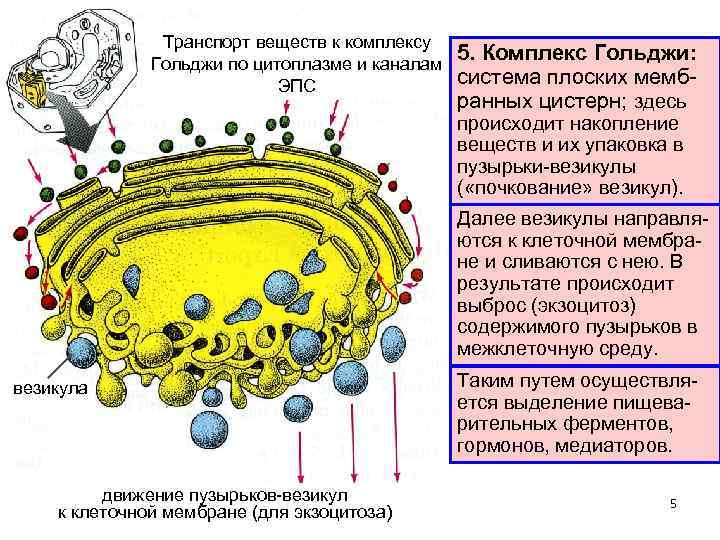 На рисунке изображен процесс метаболизма эукариотической клетки. Аппарат Гольджи структуры эукариотической клетки. Комплекс Гольджи строение везикулы. Мембрана аппарата Гольджи функции. Мембранные структуры клетки комплекс Гольджи.