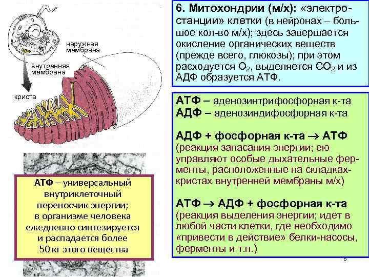 Митохондрии строение и функции. Митохондрии строение и функции таблица. Митохондрии структура и функции. Строение митохондрии таблица.